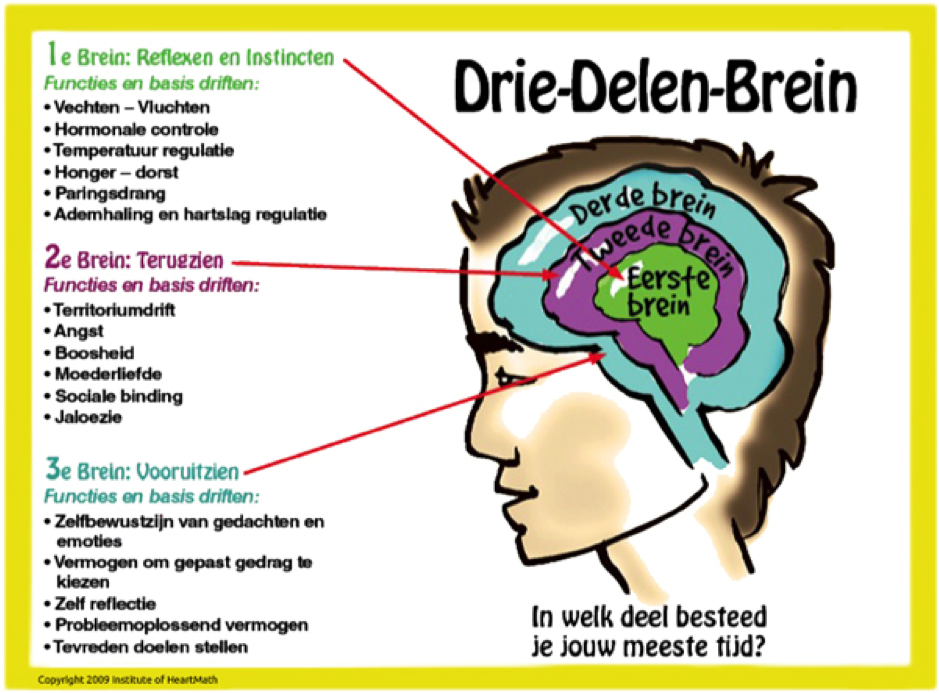 drie delen brein
