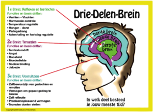 drie delen brein
